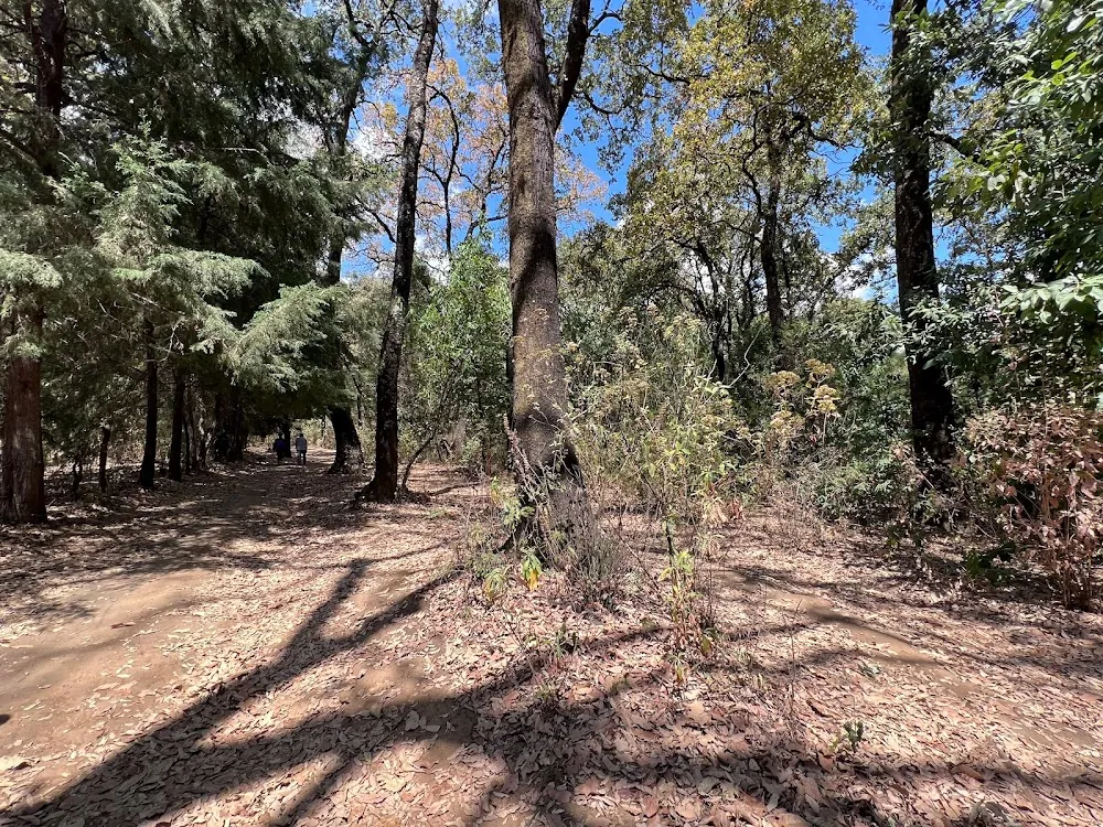Bosque de Ahuatlán
